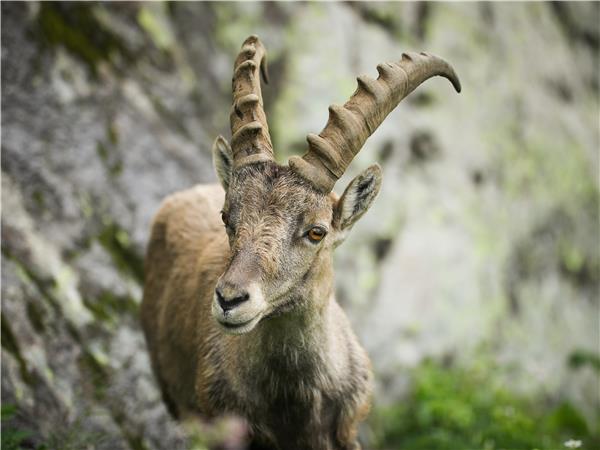 Mont Blanc Circuit classic hiking tour, 8 days