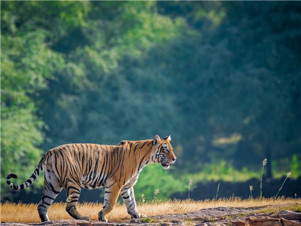 Taj Mahal and tigers tour, India