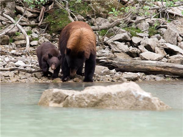 Canadian Rockies adventure, Jasper to Banff