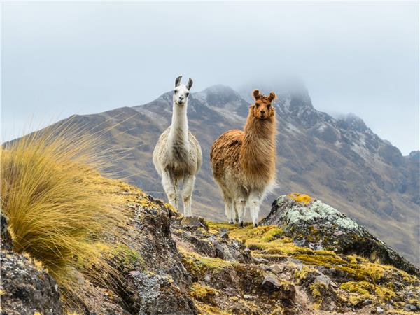 Peru vacation, encompassed