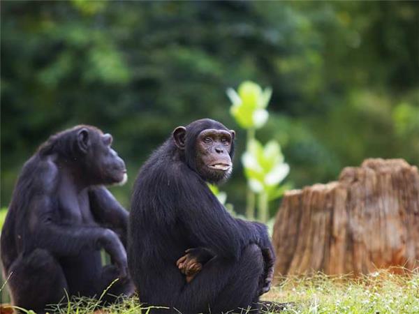 Uganda gorillas and wildlife holiday