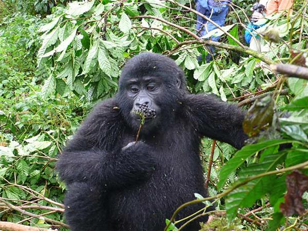 Uganda gorillas and wildlife holiday