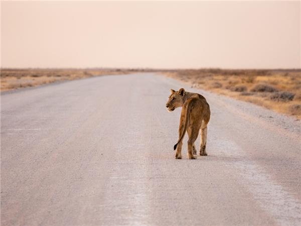 Vic Falls to Cape Town vacation in Southern Africa