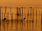Albufera, Valencia. Photo by Valencia Tourist Board