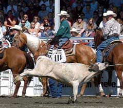 Team roping, animal welfare issues at rodeos and stampedes