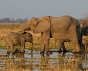 World’s largest elephants