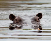 Moremi Game Reserve