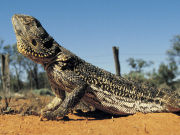 Central Bearded Dragon, South Australia. Photo by South Australia Tourist Board
