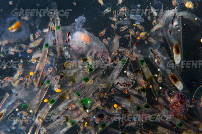 tiny plastics could spread toxic chemicals, being eaten by marine life and travelling up the food chain from plankton to our seafood