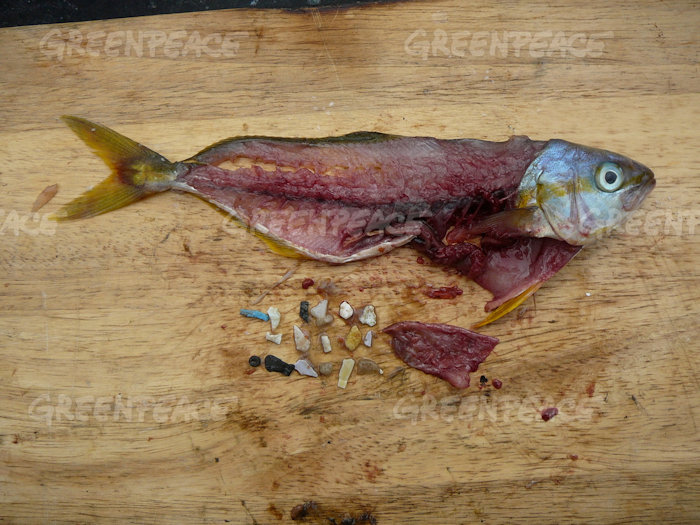 Tonnes of plastic swirl around in our beautiful oceans damaging marine life