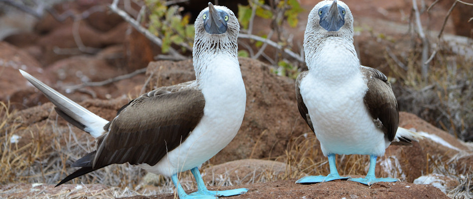 Blue-footed Boobies