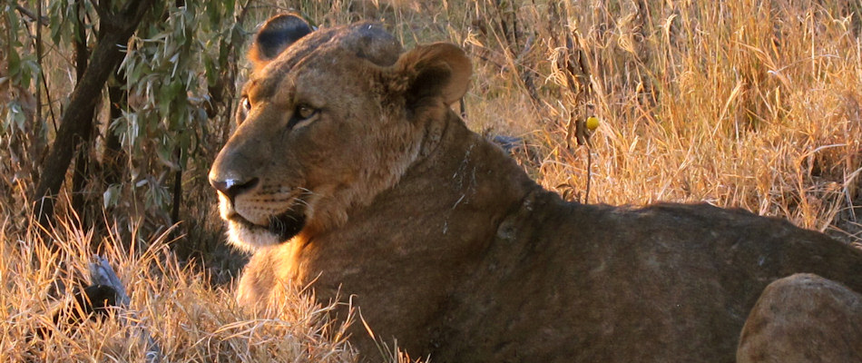 Lion, Lake Nakuru