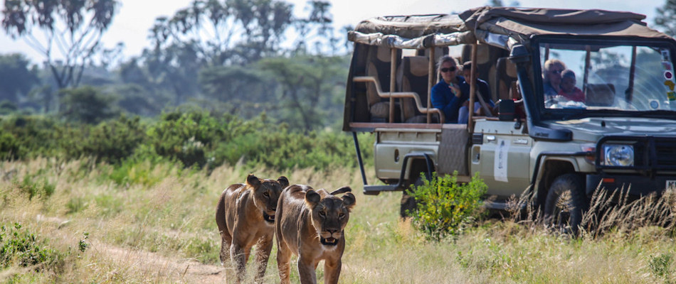 On a game drive