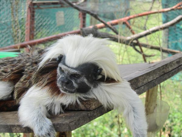 Primate rescue volunteer vacation in South Africa