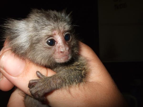 Primate rescue volunteer vacation in South Africa