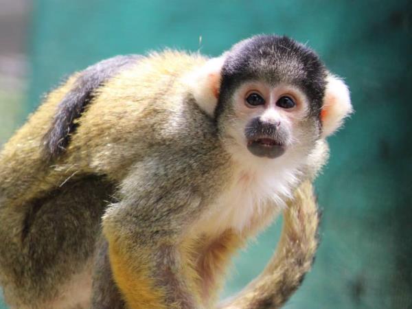 Primate rescue volunteer vacation in South Africa