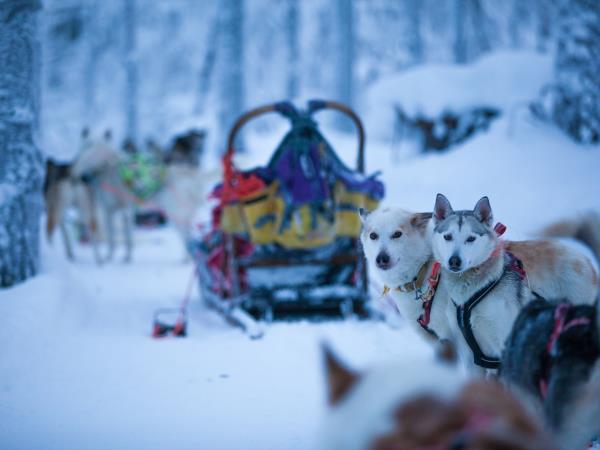 Lapland New Year vacation, Northern Lights