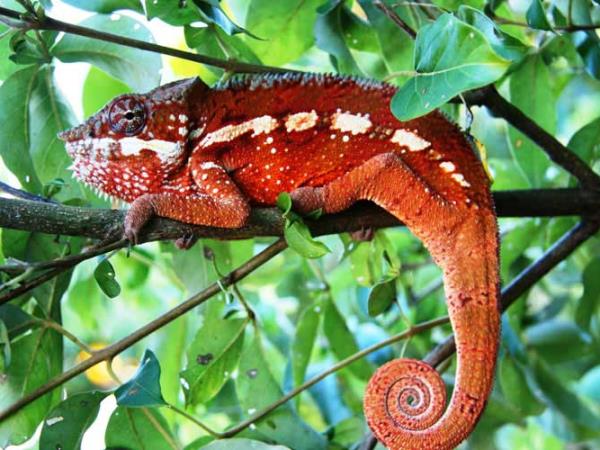 Luxury honeymoon in Madagascar