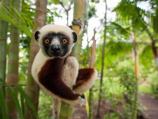 Madagascar tailor made honeymoon adventure 