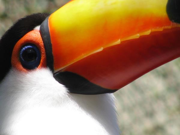 Costa Rica beach & wildlife vacation