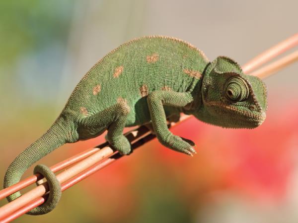 Madagascar holiday, Lemurs, canals & mountains