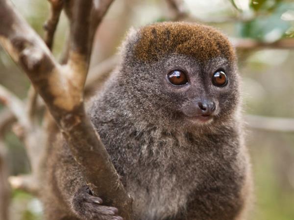 Madagascar holiday, Lemurs, canals & mountains