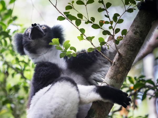 Southern Madagascar holidays, Lemurs, baobabs & beaches