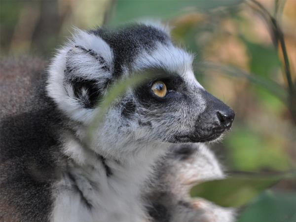 Southern Madagascar holidays, Lemurs, baobabs & beaches