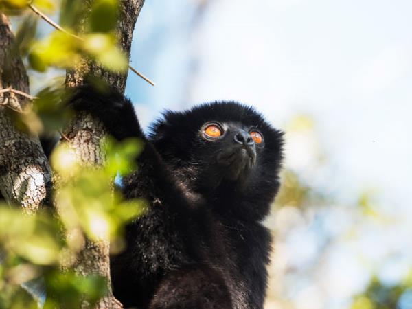 Eastern Madagascar trekking vacation