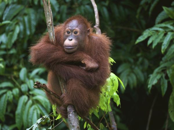 Borneo wildlife vacations
