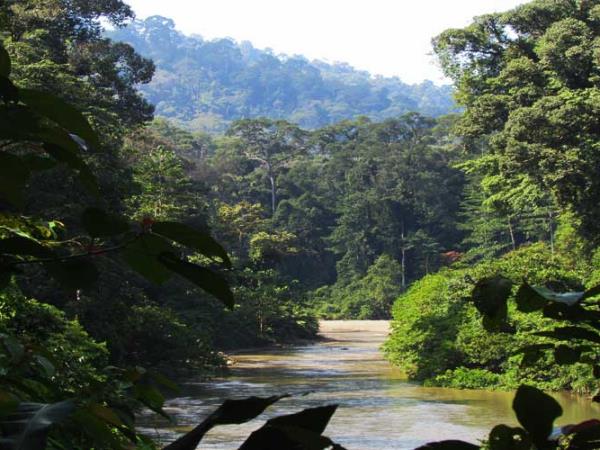 Borneo wildlife vacations