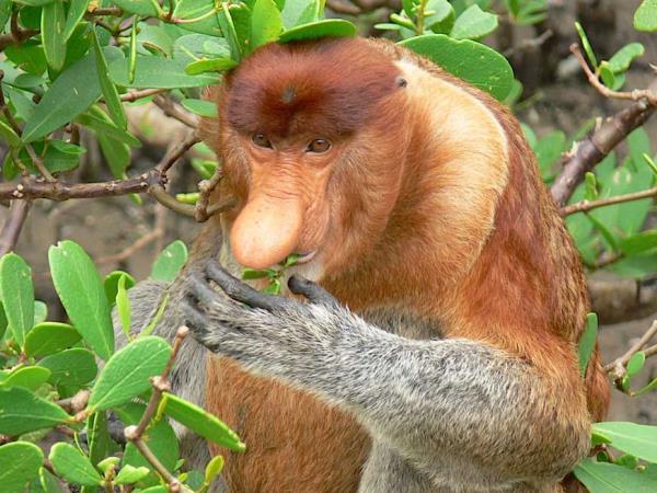 Borneo wildlife vacations