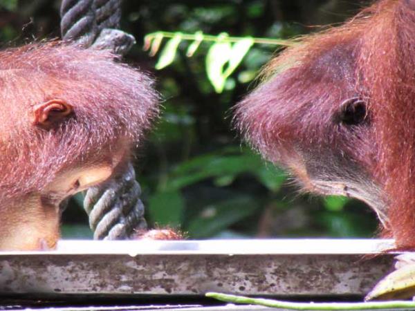 Borneo wildlife vacations