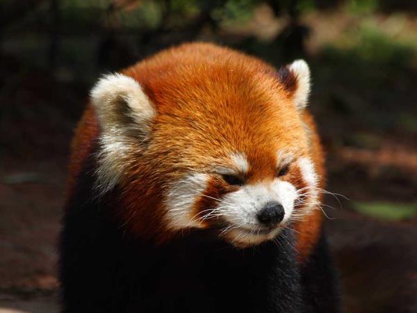 China tour, trekking & pandas