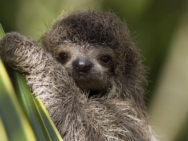 Honeymoon in Costa Rica, tailor made