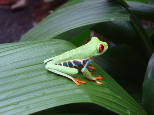 Honeymoon in Costa Rica, tailor made
