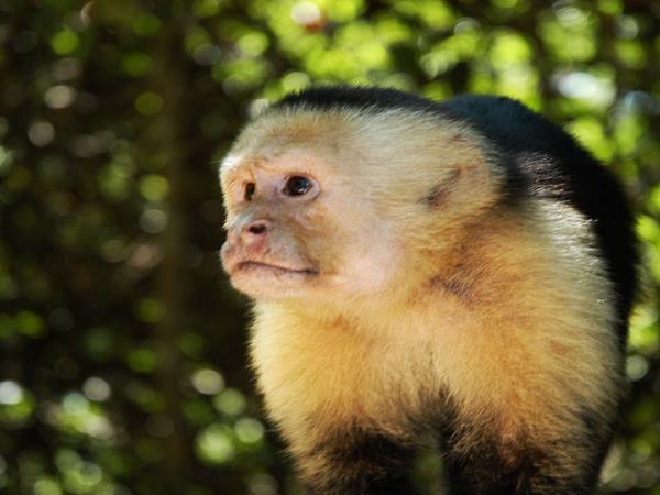 Costa Rica raft and trek adventure