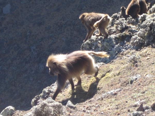 Ethiopia trekking holiday