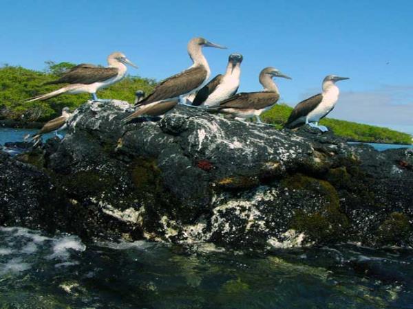 Galapagos activity vacation, tailor made
