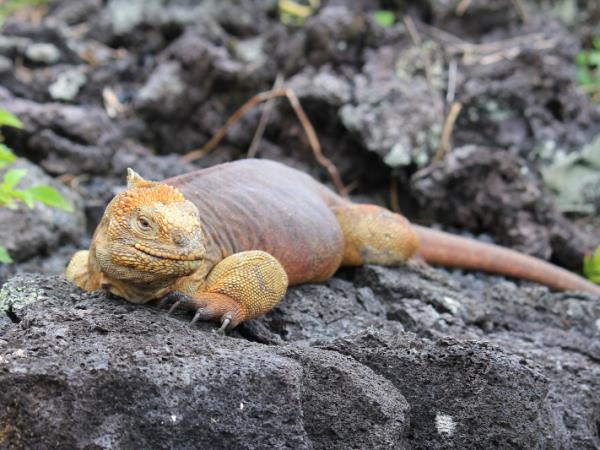 Galapagos activity vacation, tailor made