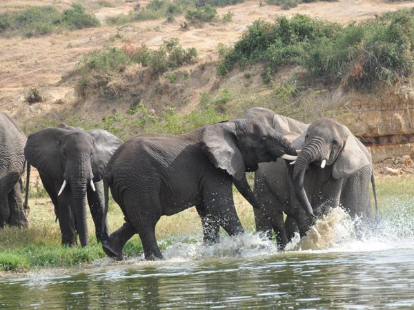 7 day big five safari in South Africa