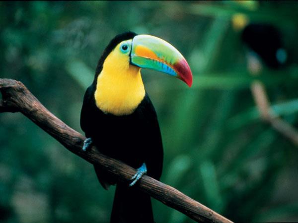 Guatemala & Belize vacation, Maya Discovery