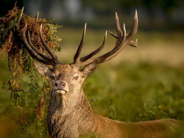 Cruise vacation in Scotland, Inlets and Islands