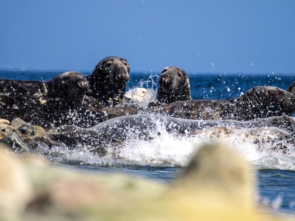 Cruise vacation in Scotland, Inlets and Islands