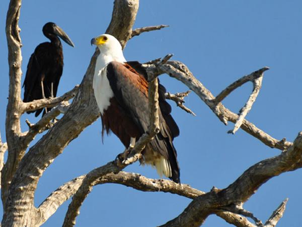 Three Reserve safari in South Africa