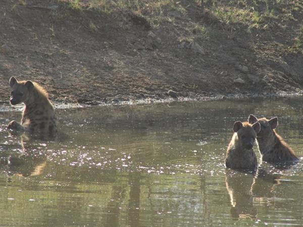 Three Reserve safari in South Africa