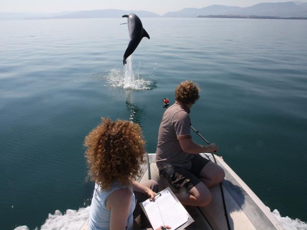 Dolphin conservation in Greece