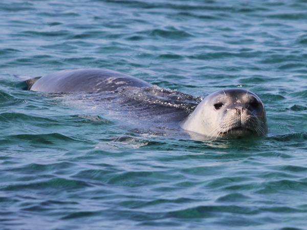 Dolphin conservation in Greece
