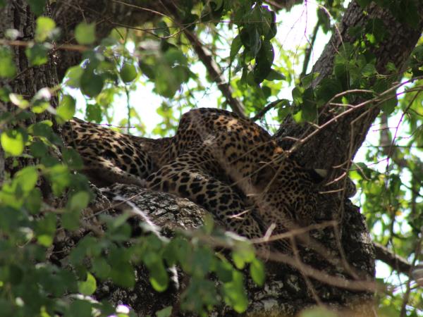 Beach vacation & tour in Sri Lanka