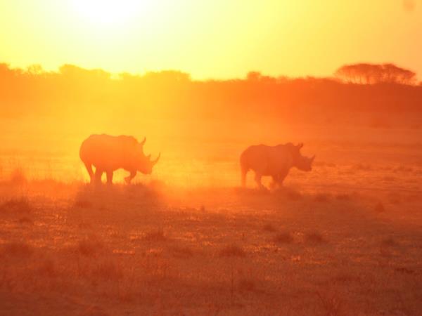 Botswana camping safaris